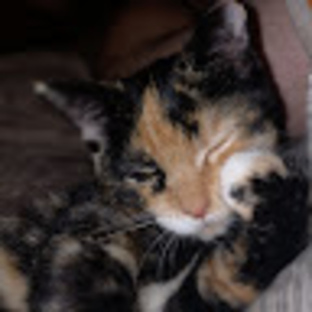 Meet your Posher, Serenity